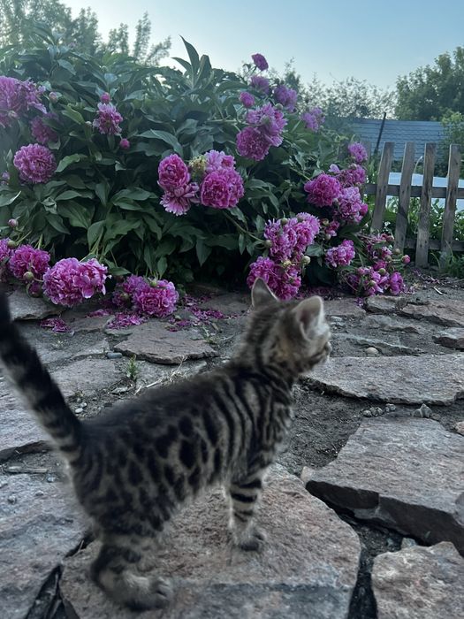 Котенок девочка  2 месяца