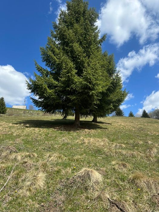 Teren la munte 4717m.p 30000 de euro