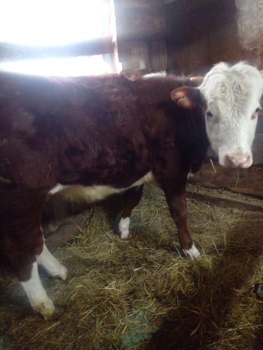 Продам годовалого бычка