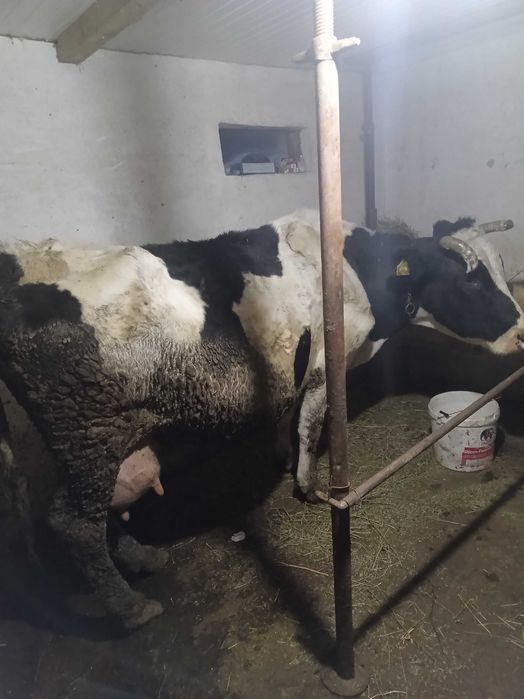 De vanzare vaca gestantă