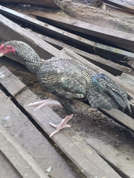 Дакан декабрьский продам