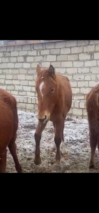 Құнан айғыр  сатылады