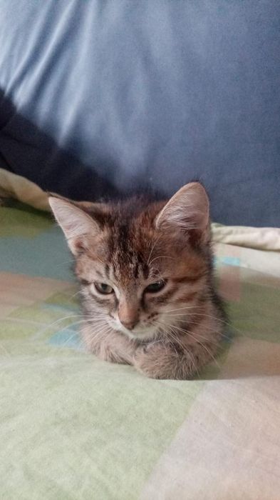 Отдам даром котят