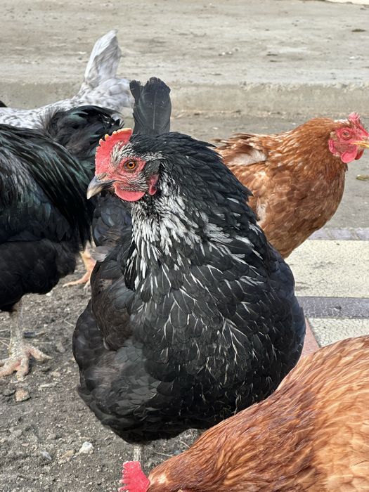 Атырау Петух и Курица