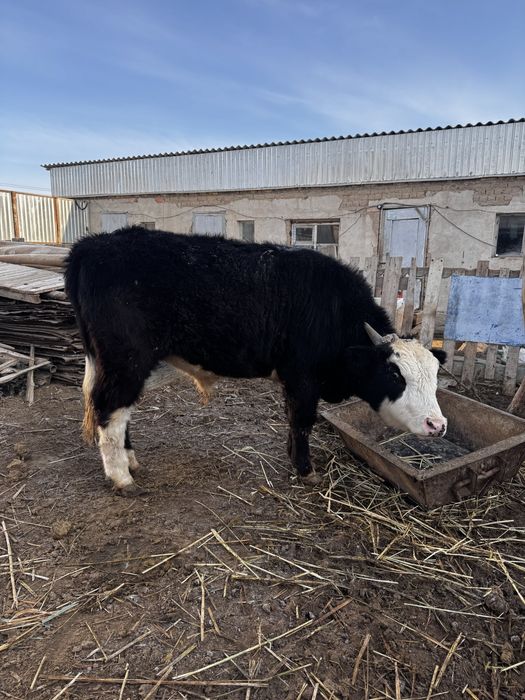 Баспақ  сатылады