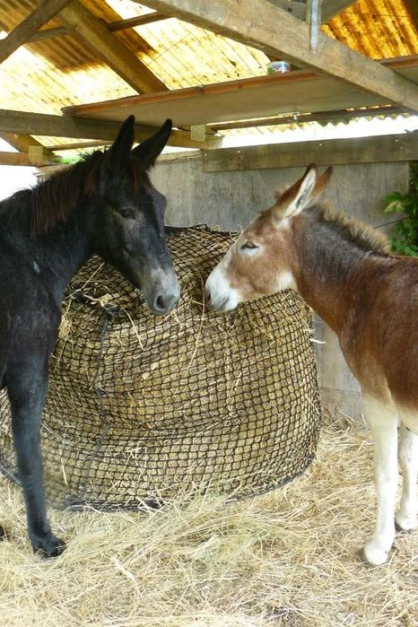 Plasa de fân pentru cai baloți