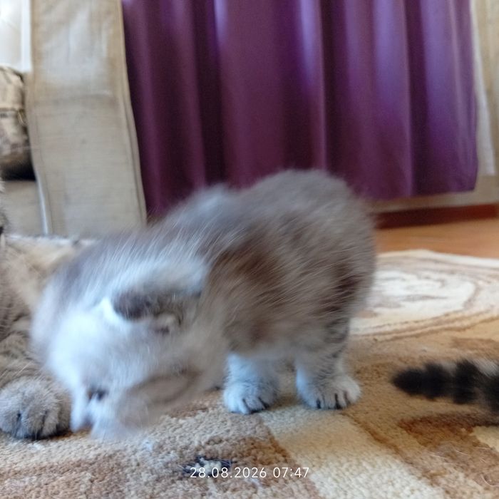 Котенки срочно по причине аллергии