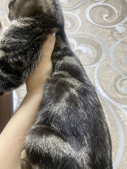 Котенок мальчик ласковый