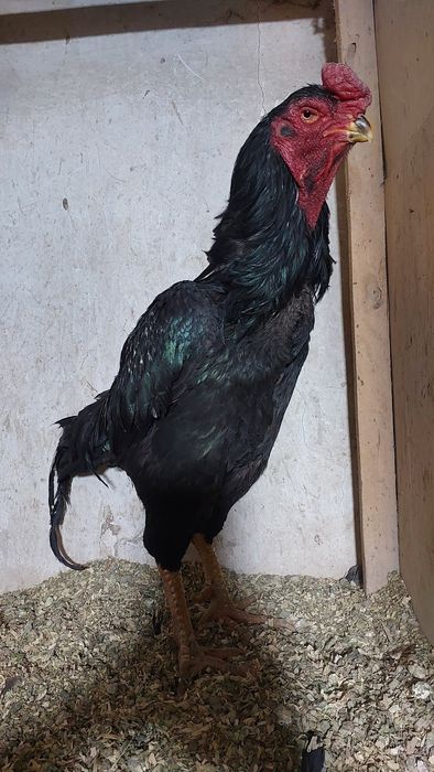 Дакан бойцовский петух