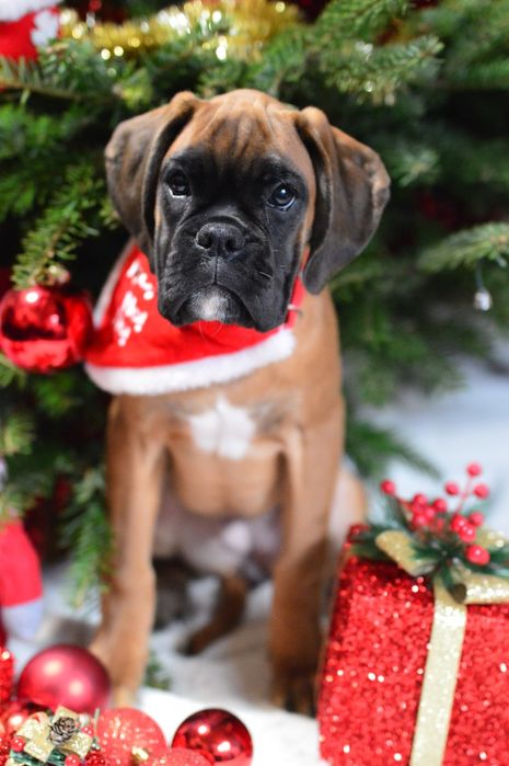 Pui boxer cu pedigree