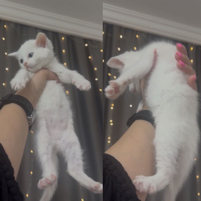 Белый шотландский малыш!