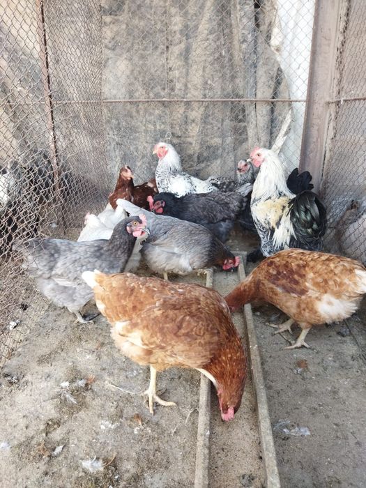 Продам куры домашние