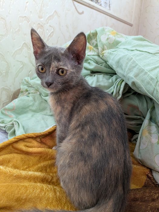 Отдам котят в добрые руки