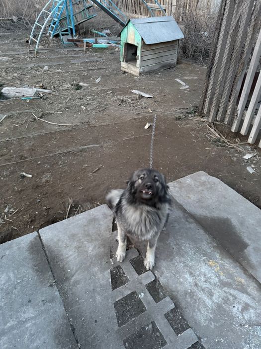 Собака дворняга отдам даром