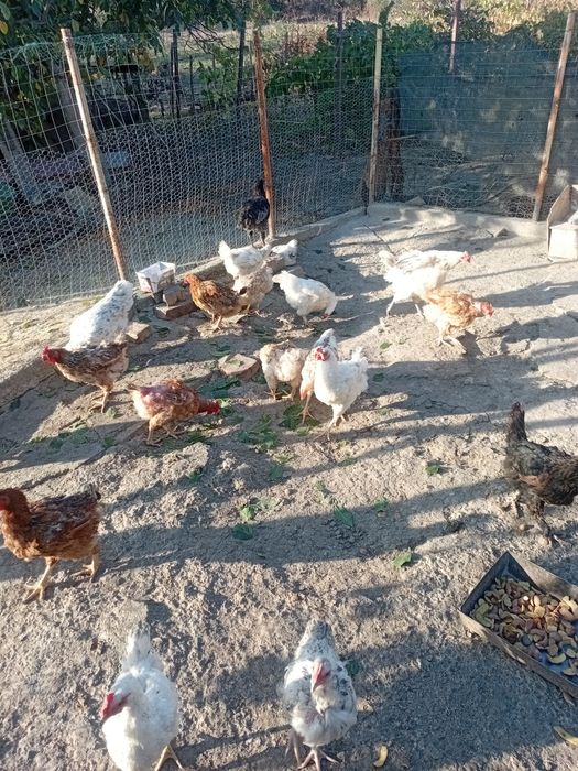 Gaini de tara, iași