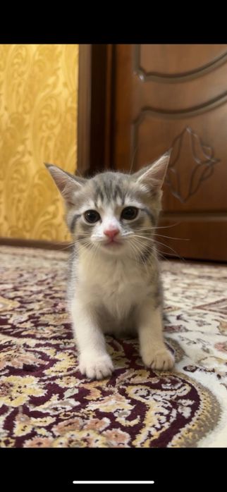 Продаются котята