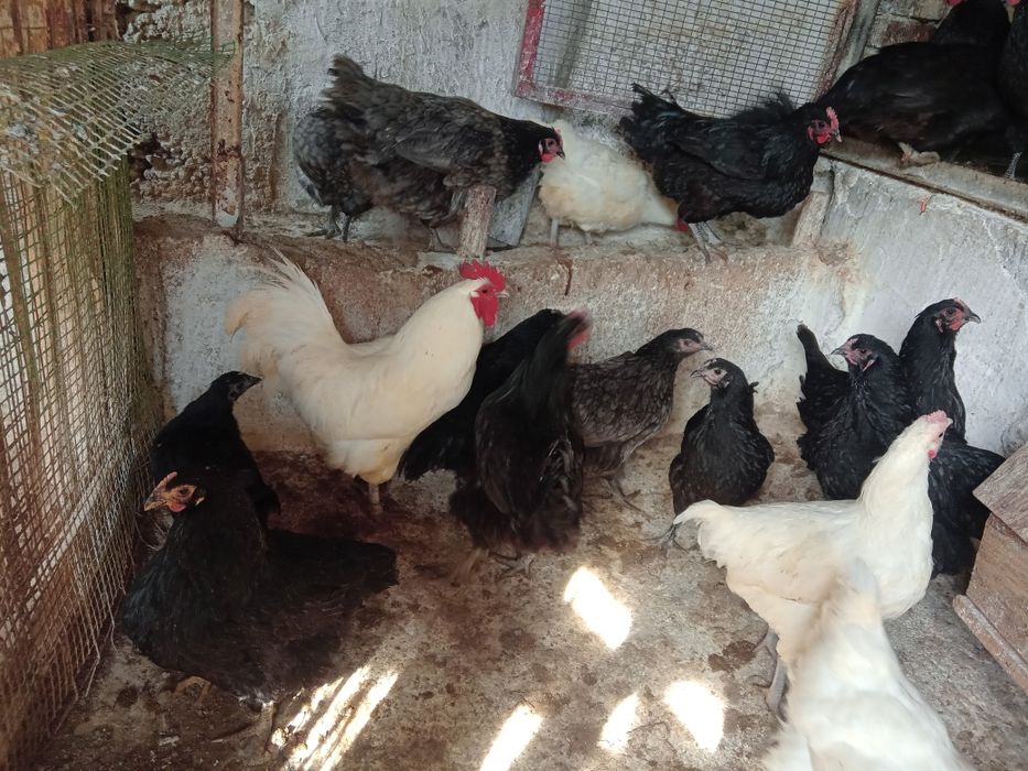 Австролорп Черен, син кокошки 8месеца