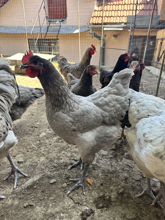 Puicute australorp