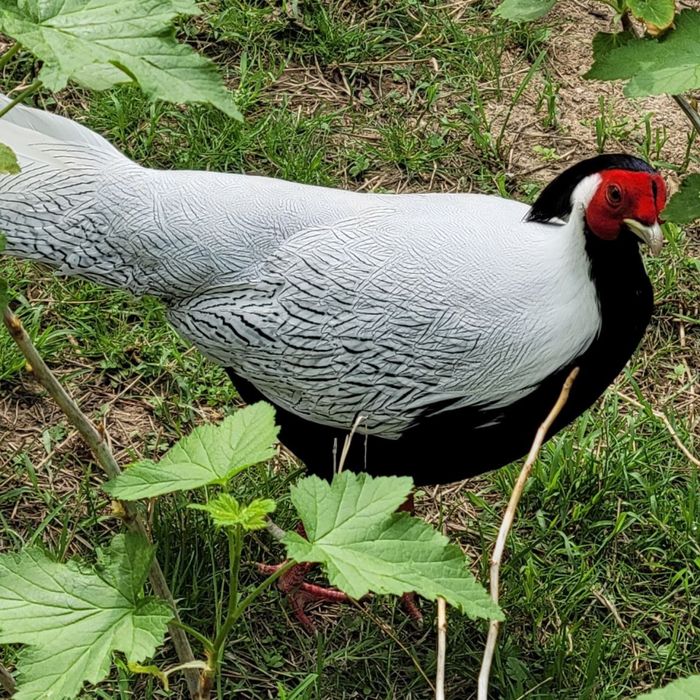 Продаютьс фазаны серебряные