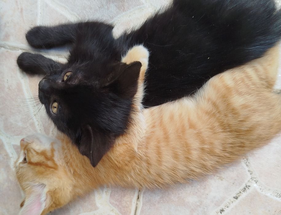 2-месечни котета