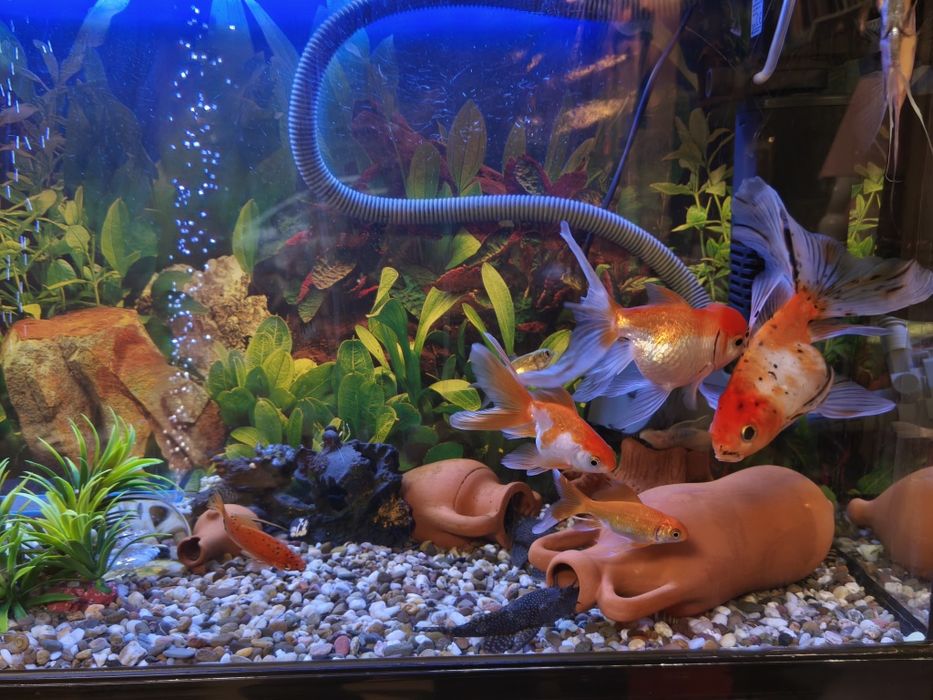 Продавам златни рибки