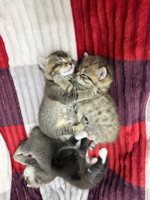 Котяты, мысык 4