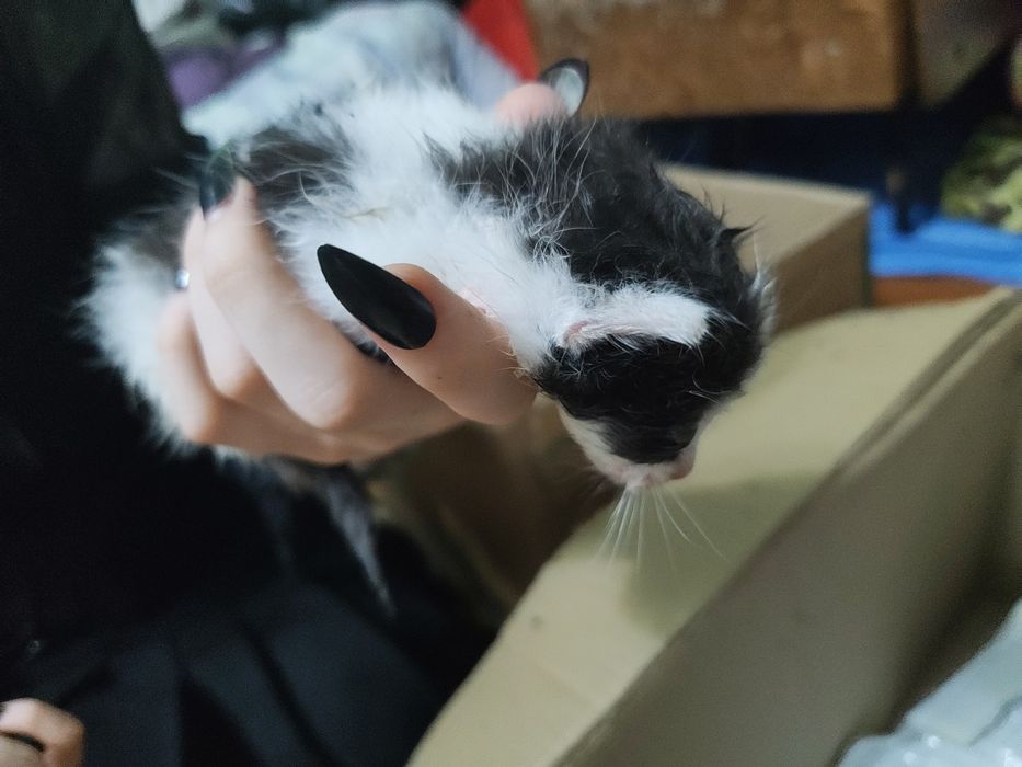 Отдам котят даром