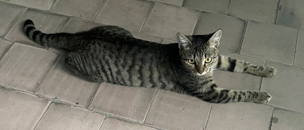 Котенок в поисках хозяев