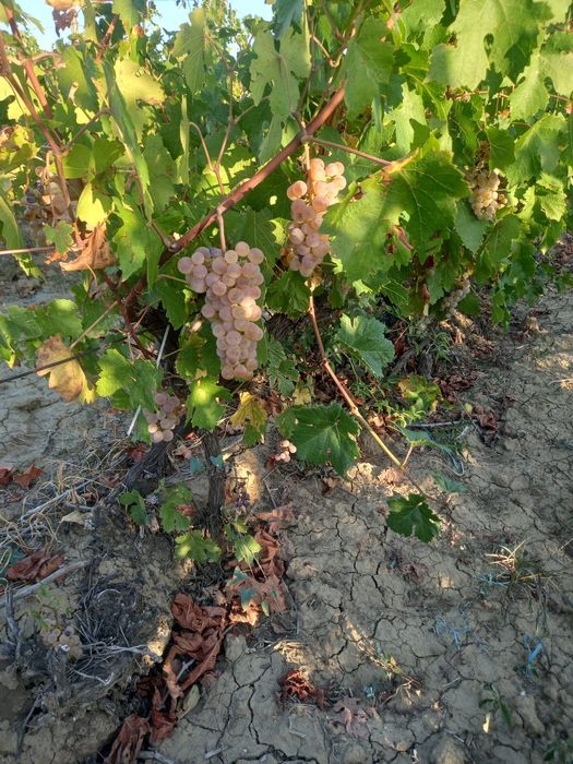 Struguri de vin recolta proprie