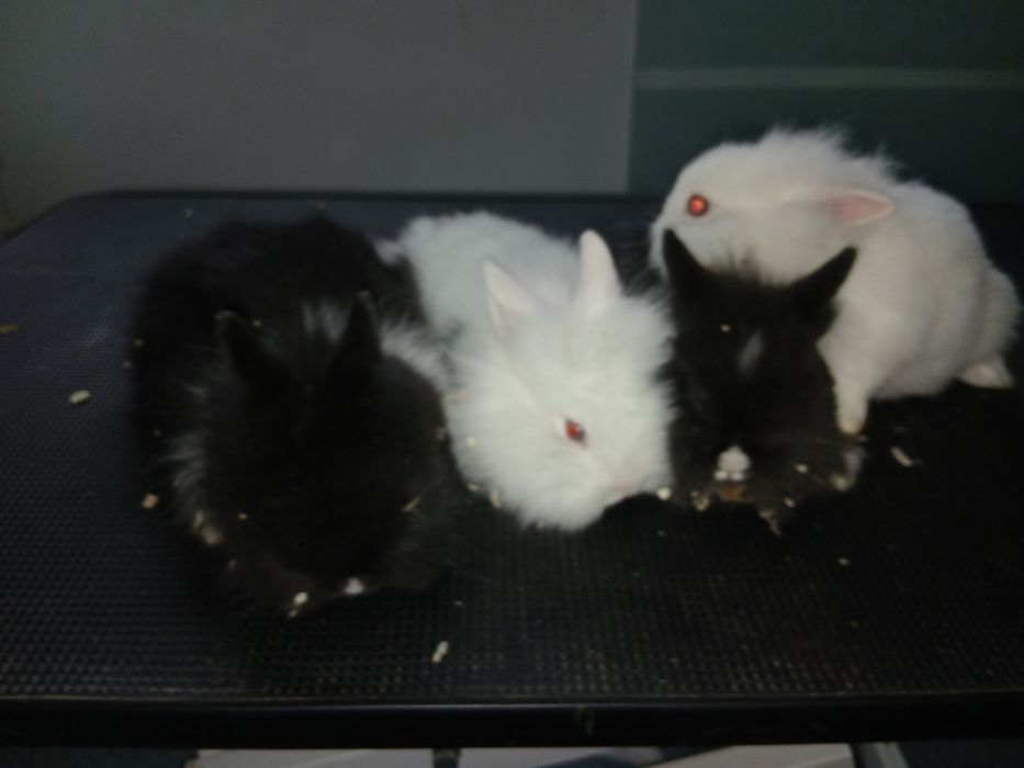 Iepure cap de leu pitic