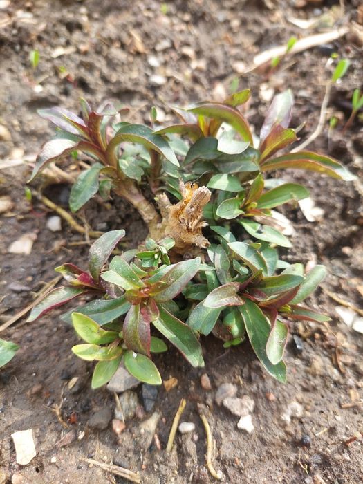 Флокс многолетник