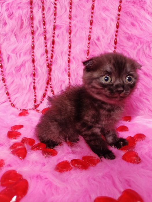 Продам шотландскую вислоухую девочку