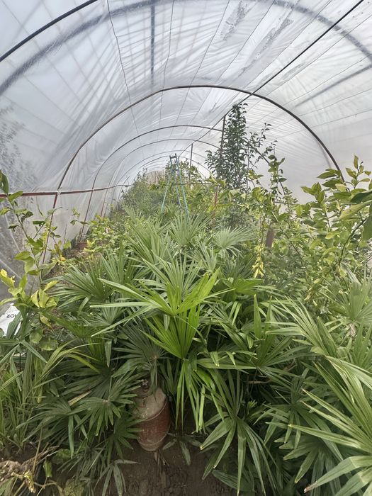 Trakapus zimniy palma