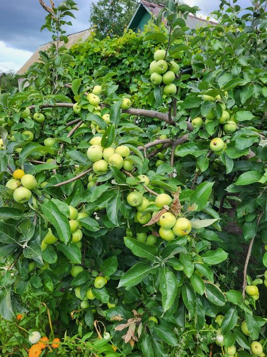 Продам дачу. (Энергостроитель)