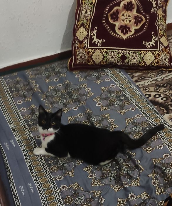 Mushuk hadyaga bervoramiz