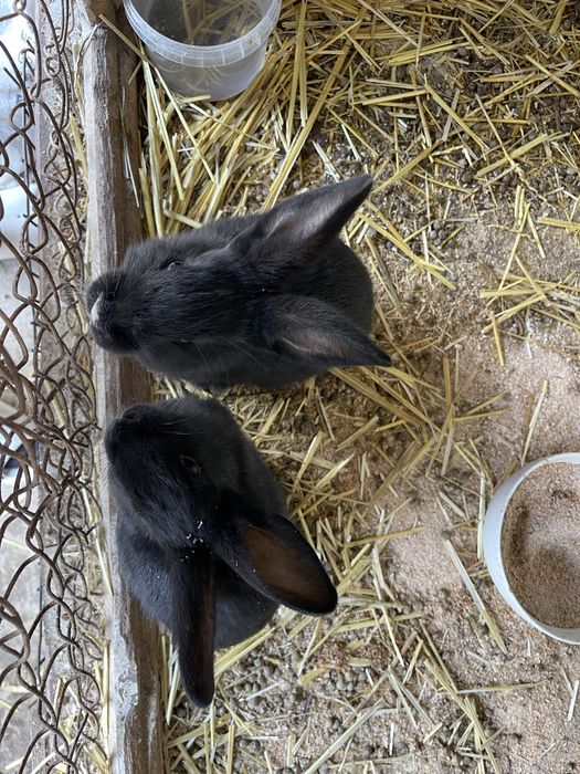 Продам кроликов 1.5 месяца