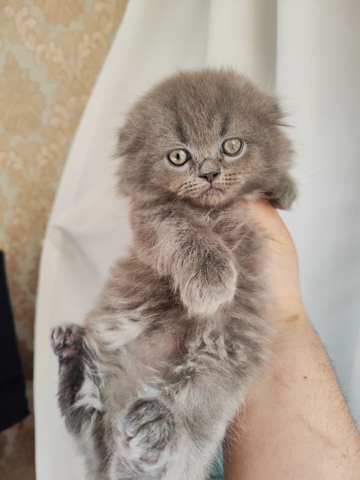 Продаются котята