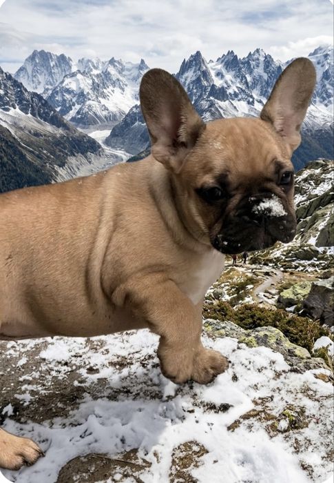 Шикарные Девочки француженки