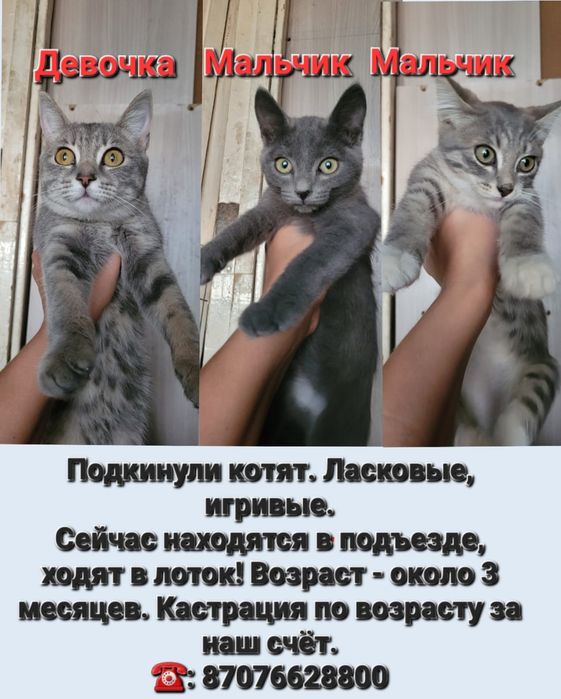 Отдам котят бесплатно