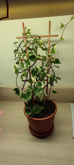Продам плющ вариегантный