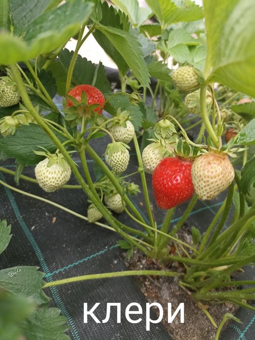 Продам рассаду клубники