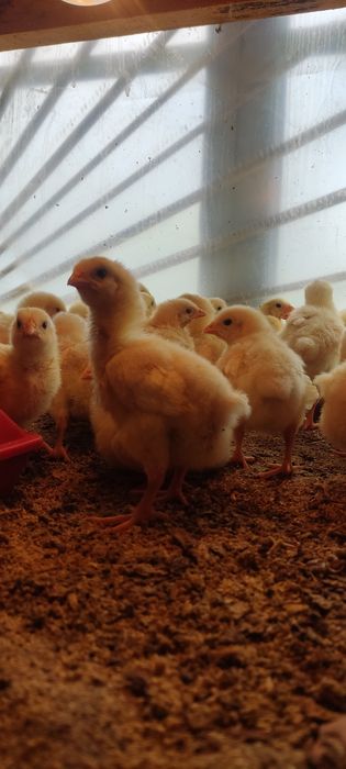 Цыплята бройлеры