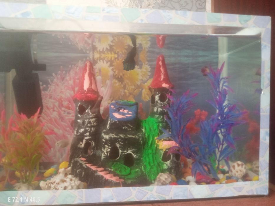 Akvaryum sotiladi baliqlari bn srochna