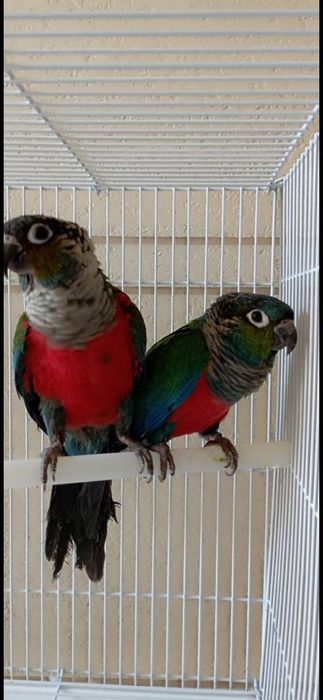 Продаются птенцы Пирруры Перлаты