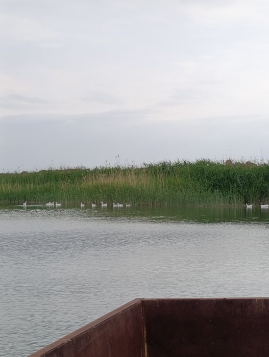 Gʻoz indiutka oʻrdak tuxumlari