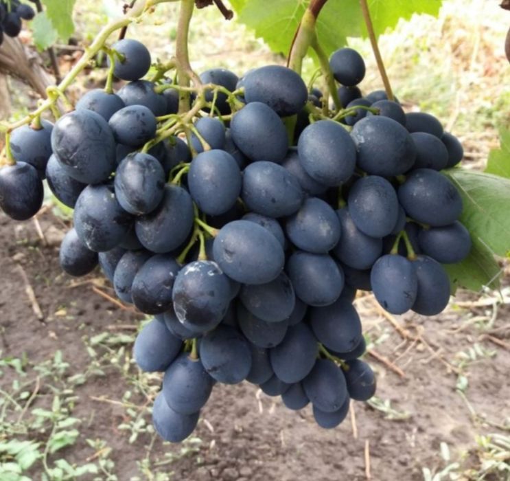 Butasi vita de vie hibrid anul 2 si 3