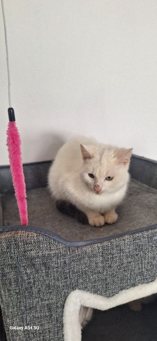 В добрые руки  шикарный белый мальчик