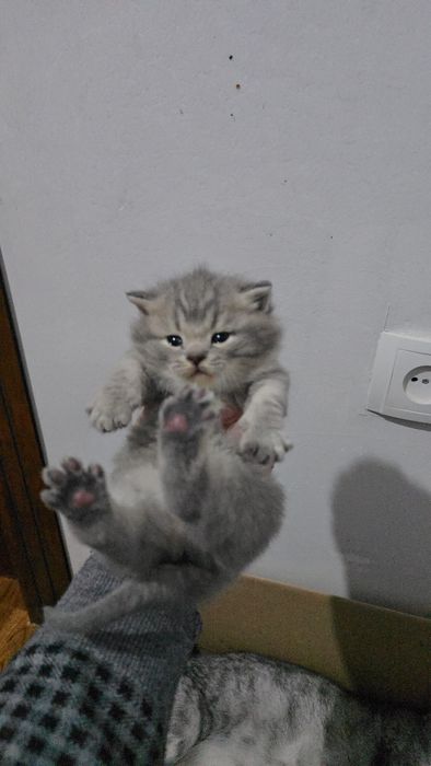 Шотландский британка девичка и мальчик