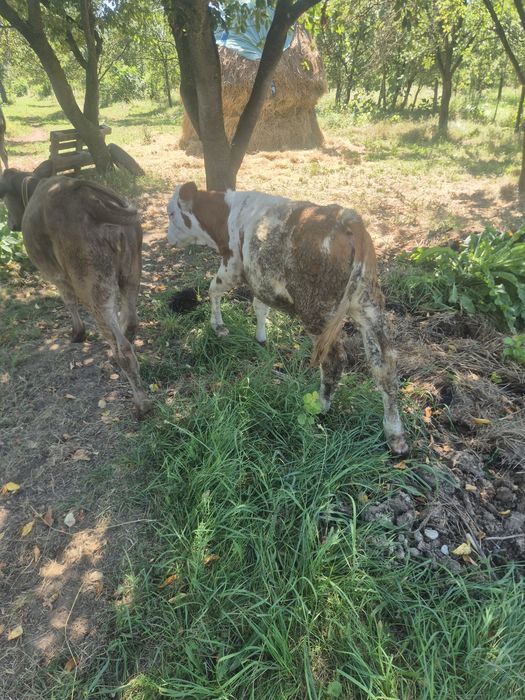 De vânzare doua  vitele de 3 luni jumate