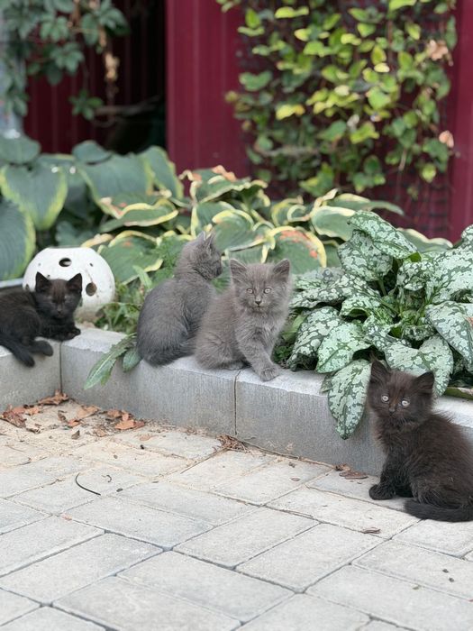 Отдам котят  1,5 месяца